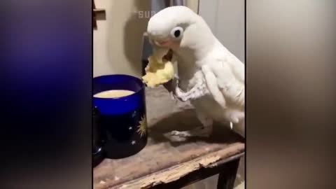 Smart And Funny Parrots Parrot Talking Videos Compilation P1 Super Dogsp3