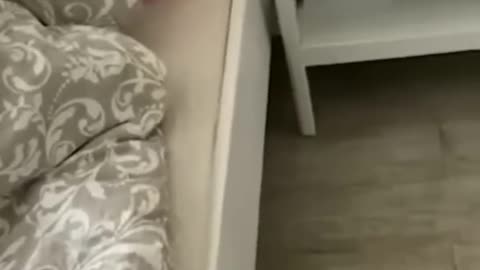 Cute funny animal videos 😂