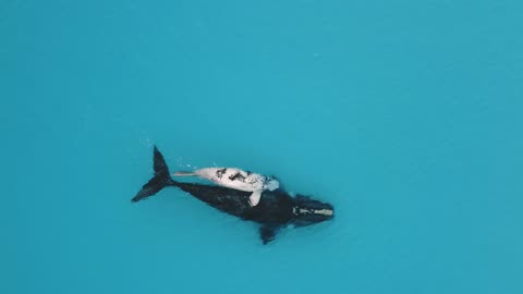 Southern Right Whale and Little White Calf