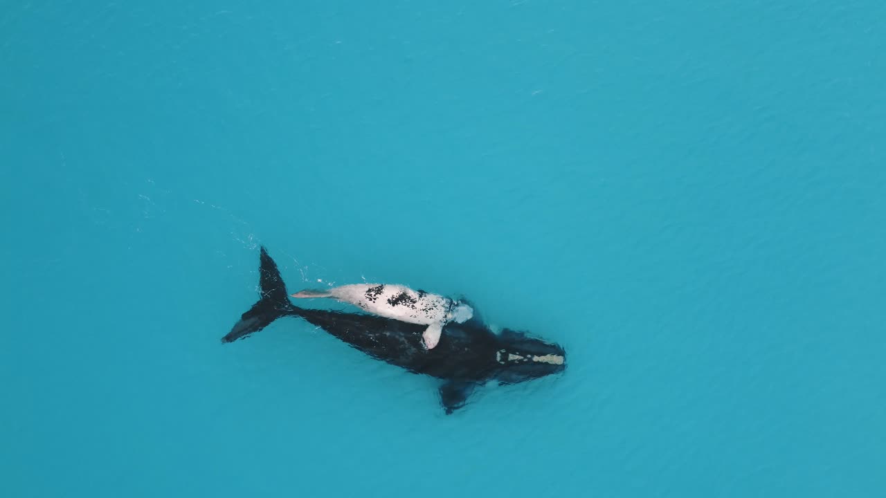 Southern Right Whale and Little White Calf