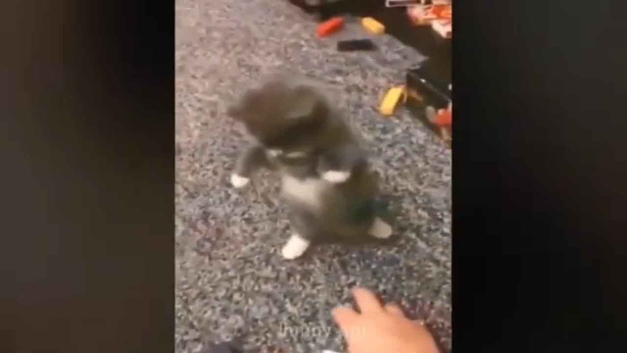 See how the cat is playing with its owner's hand!😱😱😱