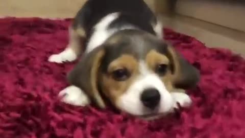 Cute Puppies Howl For The First Time Compilation