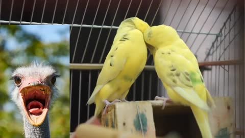 Funny birds