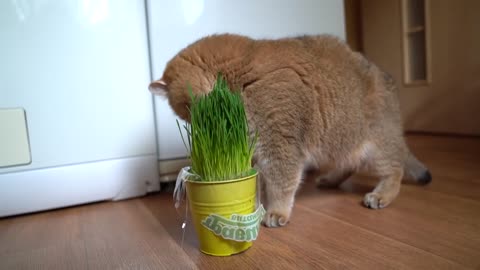 Cat breakfast