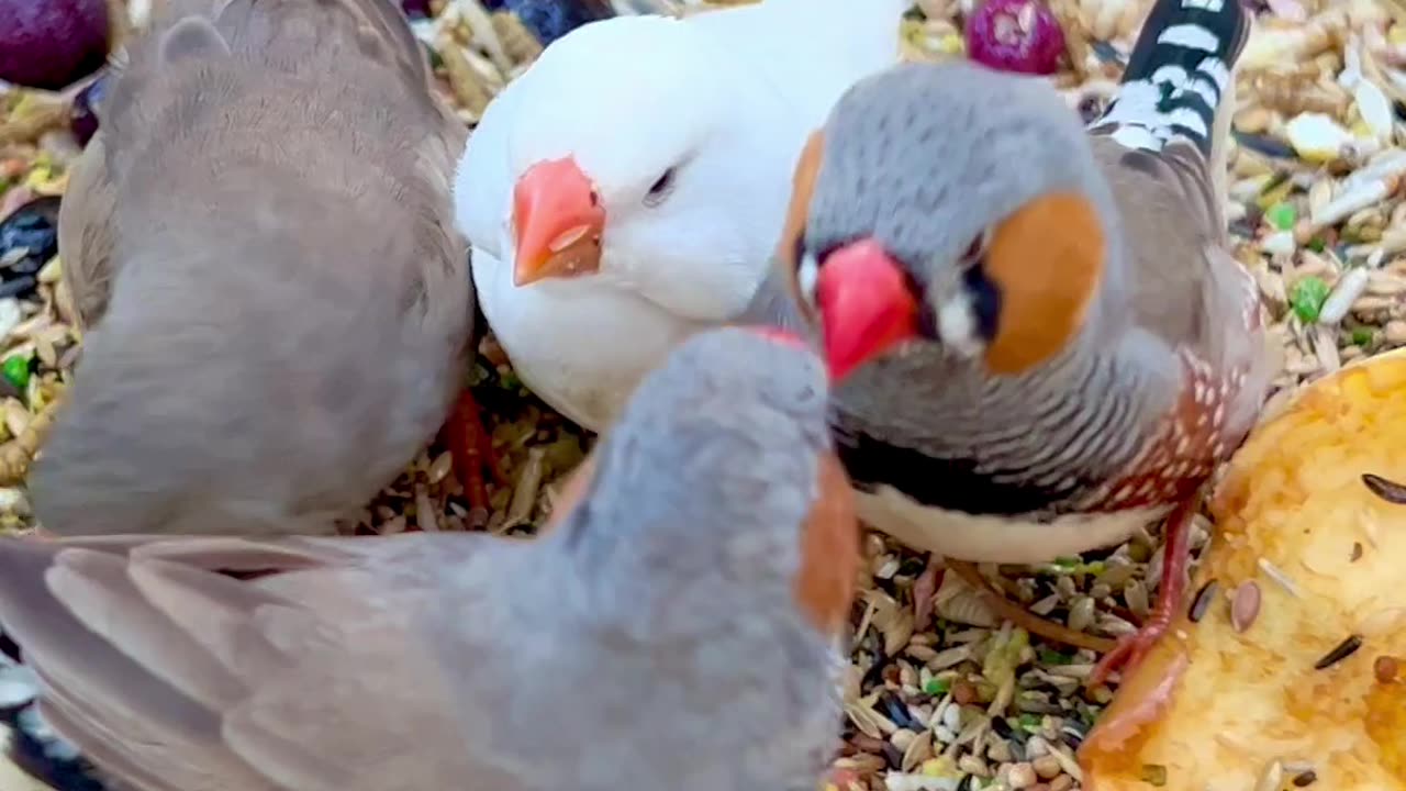 zebra finches