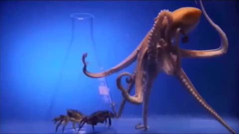 Hungry Octopus vs Erlenmeyer Flask #shorts #viral #shortsvideo #video