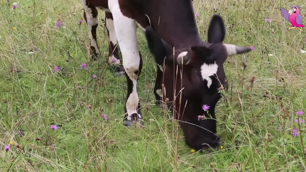 Cow video Cows mooing and grazing in a field