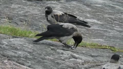 How to ID the CROWS of the UK!