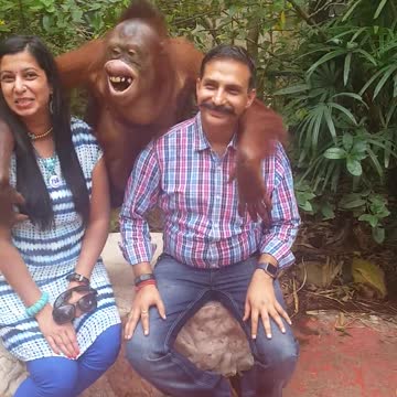Orangután posa graciosamente para la foto con personas
