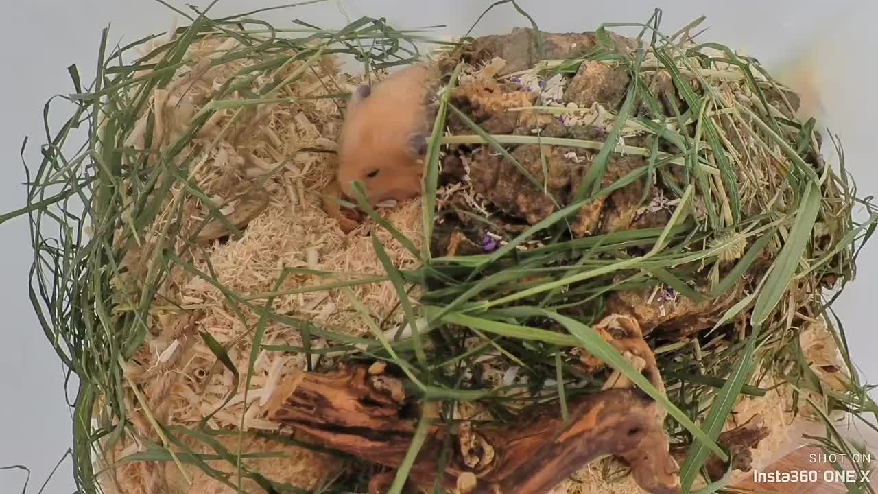 Cute hamster eating peanuts.