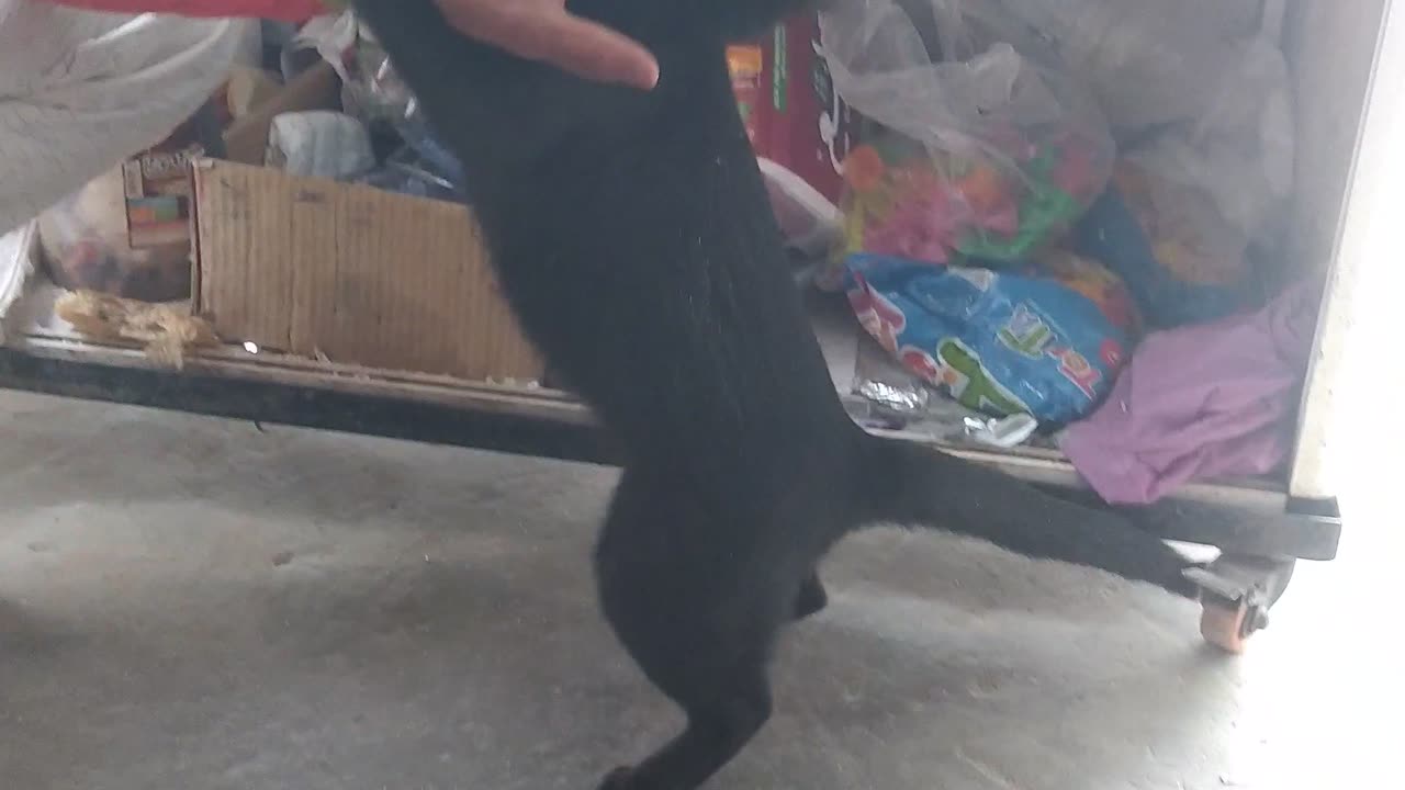 Black cat fighting his owner