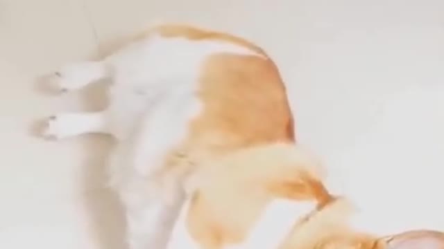 Funny Cutest dogs video | Best of dogs life.