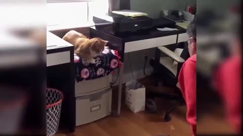 smart cat playing ping pong ball