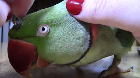 Preening My Parrot _ Sir William Gets a Massage _ SOOTHING VIDEO