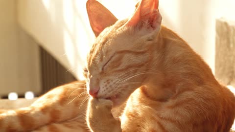 Funny cat sleeping to sunlight videos