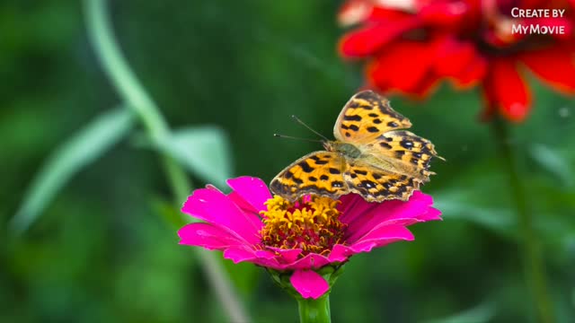 Best nature Love video status