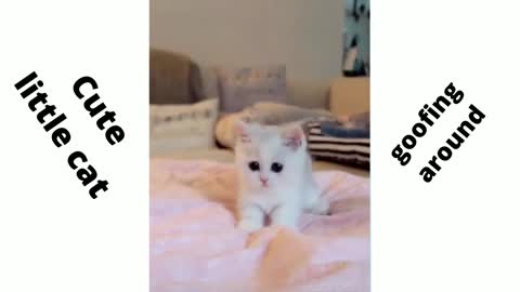 Funny little cute Cat