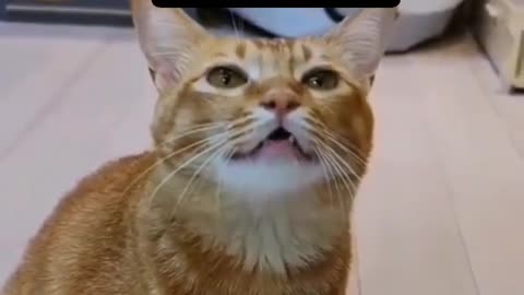 Singing cat
