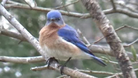 Blue Bird