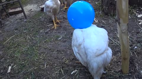 Crazy cat and brawler chickens