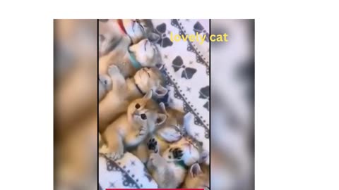 Baby cats- cute and funny cat videos