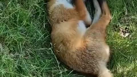 The little fox slept soundly and stretched himself