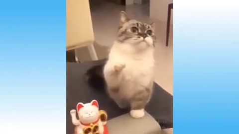 funny cat and dog