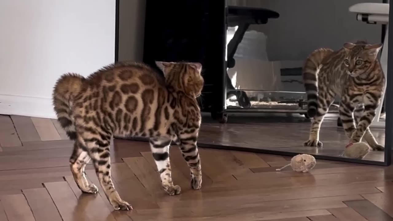 Cat sees his reflection, and this will happen