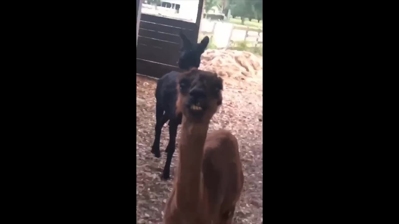 TRY NOT TO LAUGH 😆 Best Funny Videos animal Compilation part10