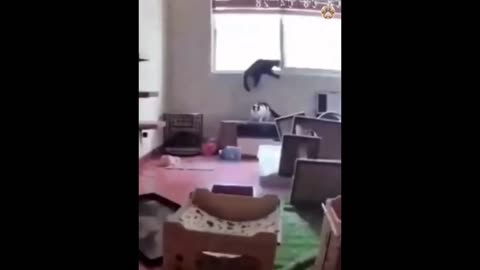 New funny animal videos.😺😁🤣