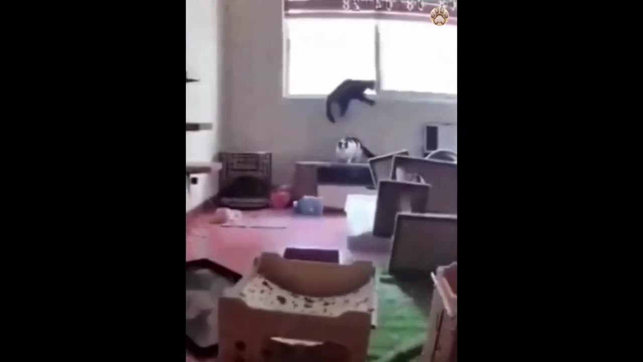 New funny animal videos.😺😁🤣