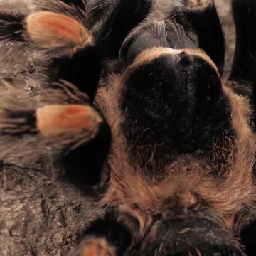 SPIDER UP CLOSE - EIGHT EYES, EIGHT LEGS AND HAIRY