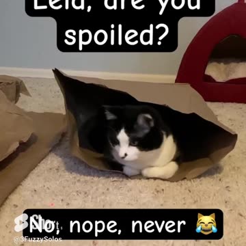 Leia, are you spoiled? No😹 #CatShorts #SpoiledCats