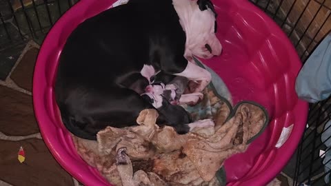 Amazing American Bully Puppies Plus 110 Baby Chickens Hatched All In One 28 Hour Period