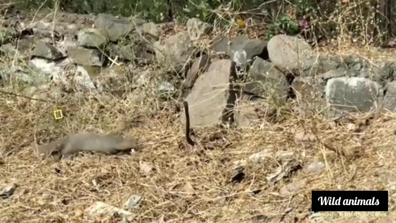 Wild animals messed wrong enemy