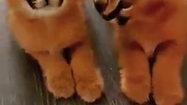 Funny cat video his friends