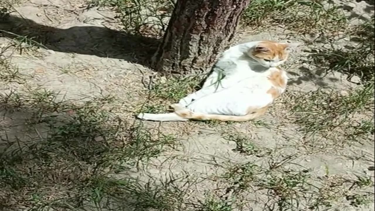 A cute and beautiful cat is resting