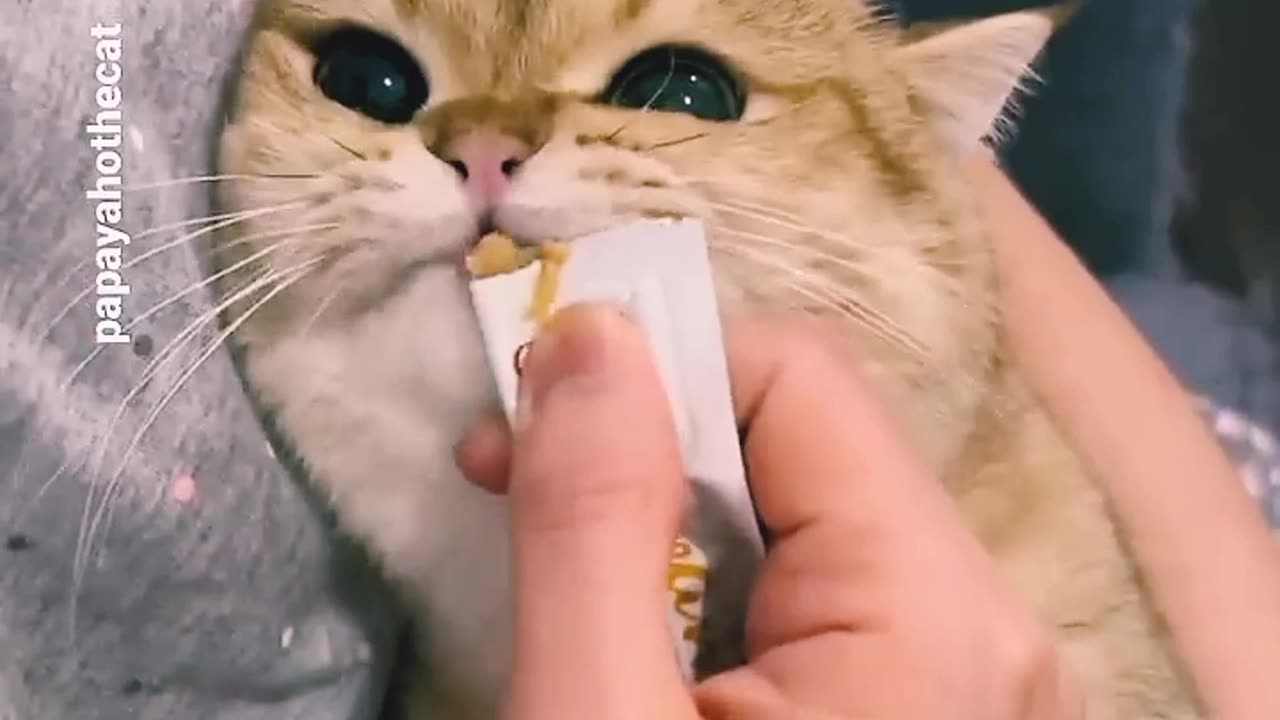 Don't touch cats nose