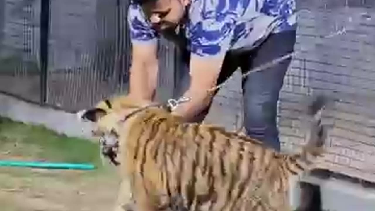 Animals