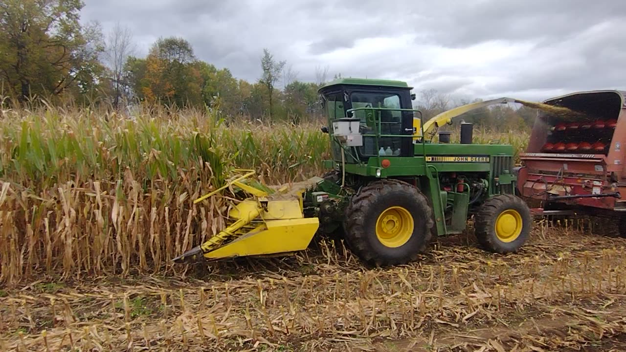 Chopping corn silage