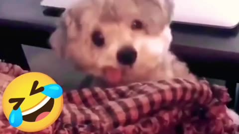 Funny dog | Funny animal video 2023 | funny dogs moment | funny pets