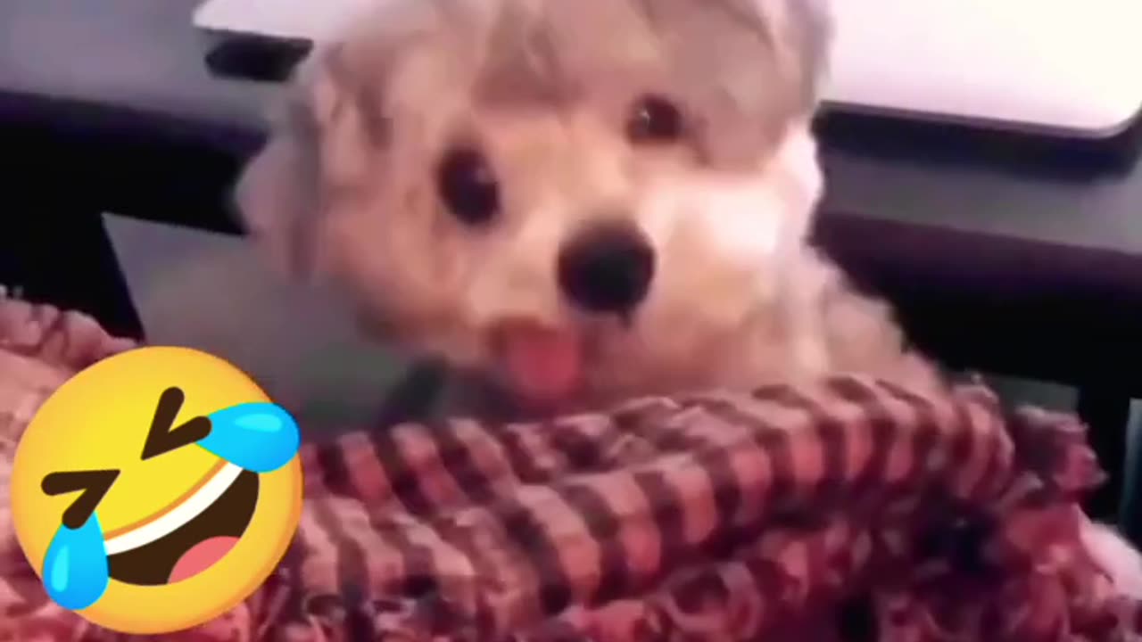 Funny dog | Funny animal video 2023 | funny dogs moment | funny pets