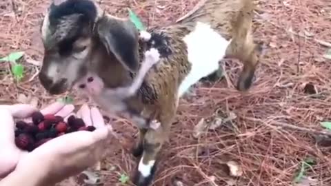 Goat and His Little Monkey Friend