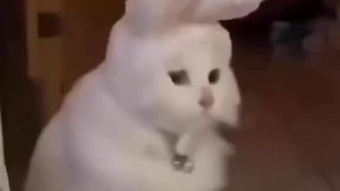 Cute and funny cat video.