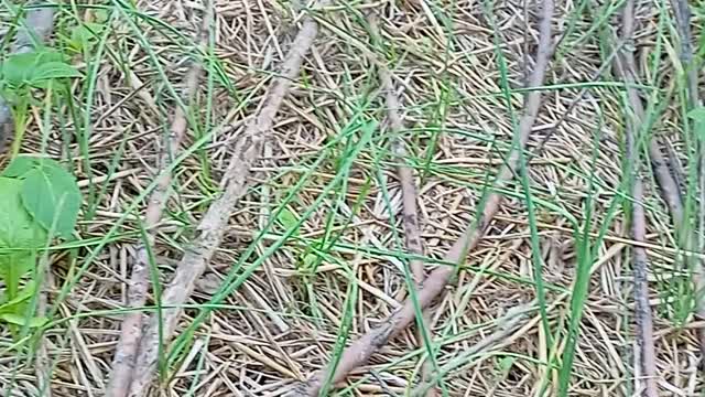 Farming In Nepal