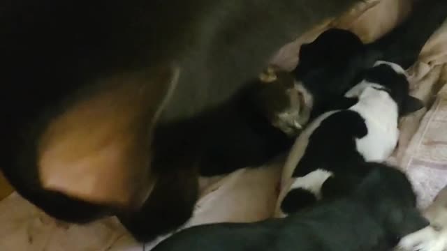 Mel Honey had 4 babies