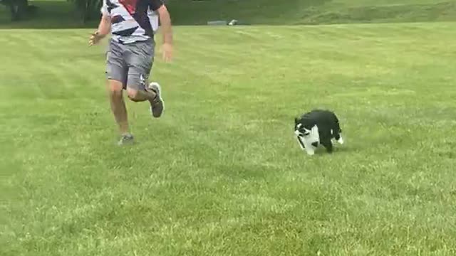 Large Cat Loves to Race