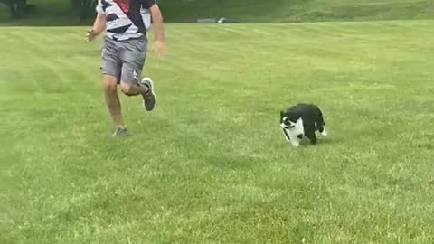 Large Cat Loves to Race