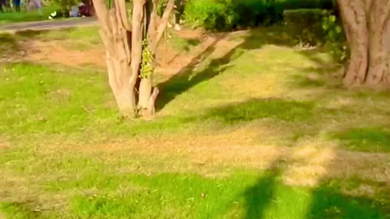 Incredible Flips: Long Webster Flip Stay on Profile to Learn Flips
