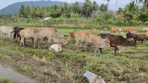 A Group of Village Domestic Cows Marching Together Looking for Fresh Grass in the Rice Fields